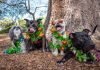 Canopy Lane dog lovers’ celebration