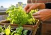 Gardening in small spaces